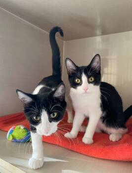 Rescue Domestic Short Hair Cats for Adoption in Hamilton, Ontario - M Kittens | PetCurious