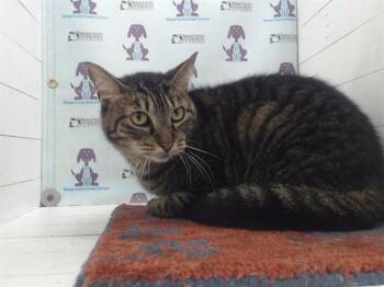 Domestic Short Hair Cats Available for Adoption - MOLLY | PetCurious