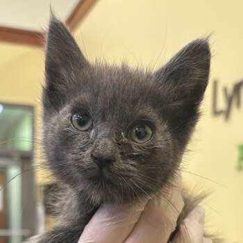 Rescue Domestic Medium Hair Cats for Adoption in Lynchburg, Virginia - Sully | PetCurious