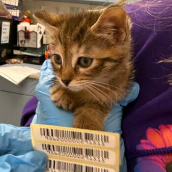 Westie -  Domestic Medium Hair Cat for Adoption in Charleston, West Virginia - Westie | PetCurious