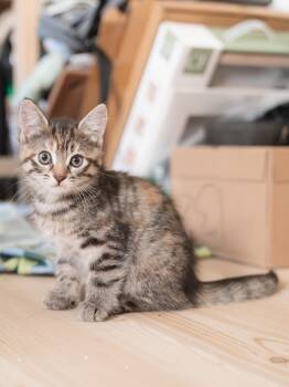 Domestic Short Hair and Tabby Cats Available for Adoption in New York, New York - Frankie  | PetCurious
