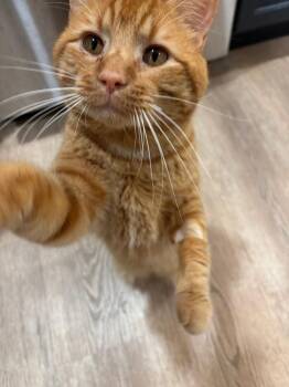 Domestic Short Hair Cats Available for Adoption in Minneapolis, Minnesota - Boogie | PetCurious