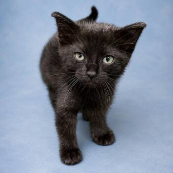 Coco -  Domestic Short Hair Cat for Adoption in Heber Springs, Arkansas - Coco | PetCurious