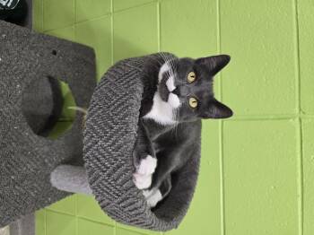 Rescue Domestic Short Hair Cats for Adoption in Edison, New Jersey - Buddy Boy | PetCurious