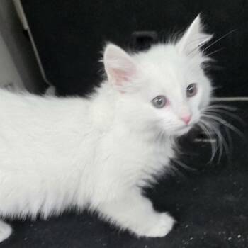 Domestic Medium Hair Cats Available for Adoption - Snowflake | PetCurious