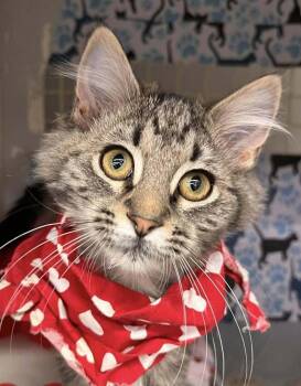 Domestic Medium Hair Cats Available for Adoption - Jefferson | PetCurious