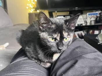 Domestic Short Hair Cats Available for Adoption - Carnival (bonded To Bonaire) | PetCurious