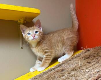 Pisces -  Domestic Short Hair Cat for Adoption in Maryville, Missouri - Pisces | PetCurious