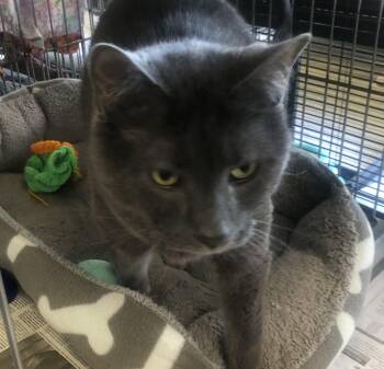 Domestic Short Hair Cats Available for Adoption in Parma, Ohio - Smokey | PetCurious