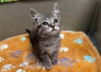 A551663 -  Domestic Medium Hair and Domestic Short Hair Cat for Adoption in Moreno Valley, California - A551663 | PetCurious