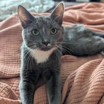Duke -  Domestic Long Hair Cat for Adoption in Reisterstown, Maryland - Duke | PetCurious