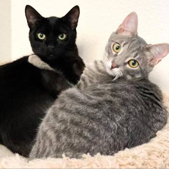 Wasp & Antman -  Domestic Short Hair Cat for Adoption in Suisun City, California - Wasp & Antman | PetCurious