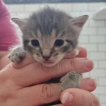 Ash Argo -  Domestic Short Hair Cat for Adoption in Eagle Mountain, Utah - Ash Argo | PetCurious