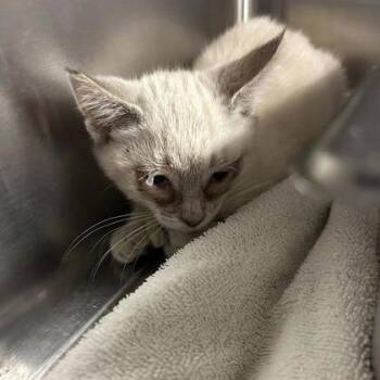 Elephant -  Domestic Short Hair Cat for Adoption in Salt Lake City, Utah - Elephant | PetCurious