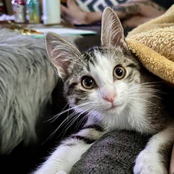 Coriander -  Domestic Short Hair Cat for Adoption in Chaska, Minnesota - Coriander | PetCurious