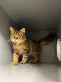 Domestic Short Hair Cats Available for Adoption in Naranjito, Naranjito - Susie | PetCurious