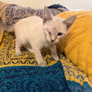 Inkwell -  Domestic Short Hair Cat for Adoption in Baltimore, Maryland - Inkwell | PetCurious