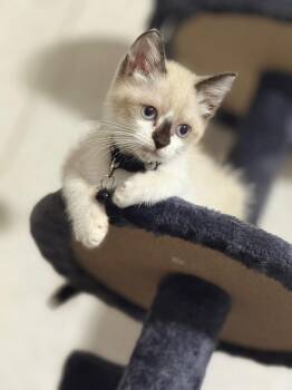 Haku -  Siamese Cat for Adoption in Covington, Louisiana - Haku | PetCurious