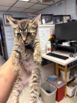 STUBBS -  Domestic Short Hair Cat for Adoption in Stockton, California - STUBBS | PetCurious