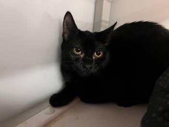 Rescue Domestic Short Hair Cats for Adoption in Raleigh, North Carolina - Navy Bean | PetCurious