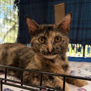 Pixie Dust -  Domestic Short Hair Cat for Adoption in Riverwoods, Illinois - Pixie Dust | PetCurious