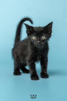 Chili -  Domestic Short Hair Cat for Adoption in Hoffman Estates, Illinois - Chili | PetCurious