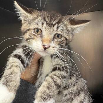 26-269 Milo -  Domestic Short Hair Cat for Adoption in North Branford, Connecticut - 26-269 Milo | PetCurious