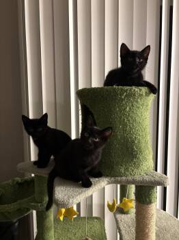 BUNNY #1934 - Offered by Owner - Young Mom -  Domestic Short Hair Cat for Adoption in Hillsboro, Oregon - BUNNY #1934 - Offered By Owner - Young Mom | PetCurious