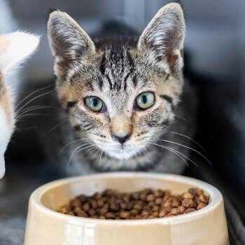 Amelia -  Domestic Short Hair Cat for Adoption - Amelia | PetCurious