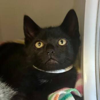 Daxo -  Domestic Short Hair Cat for Adoption in Walnut Creek, California - Daxo | PetCurious
