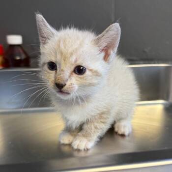 Cosmo -  Domestic Short Hair Cat for Adoption in Tuscaloosa, Alabama - Cosmo | PetCurious