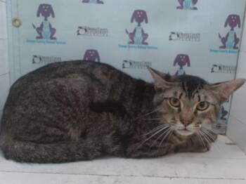 SIMBA -  Domestic Short Hair Cat for Adoption in Orlando, Florida - SIMBA | PetCurious