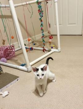 Bernice -  Turkish Van Cat for Adoption - Bernice | PetCurious
