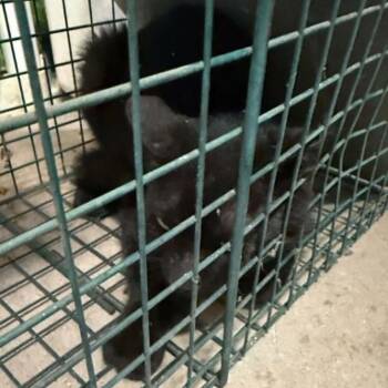 Nacogdoches -  Domestic Short Hair Cat for Adoption in Stephenville, Texas - Nacogdoches | PetCurious