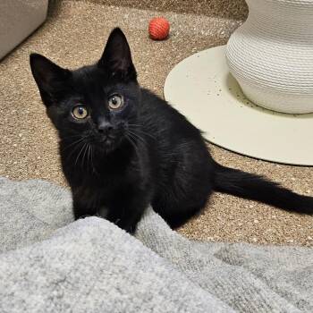 Domestic Short Hair Cats Available for Adoption in Sonoma, California - Jink | PetCurious
