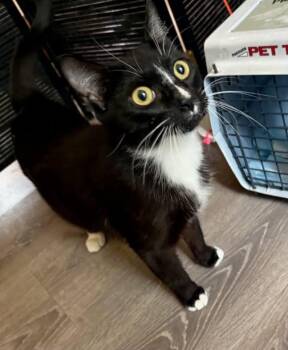 Willow MS -  Domestic Short Hair Cat for Adoption in Gorham, Maine - Willow MS | PetCurious