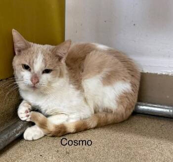 Domestic Short Hair Cats Available for Adoption - Cosmo | PetCurious