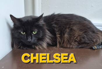 Domestic Short Hair Cats Available for Adoption - Chelsea | PetCurious