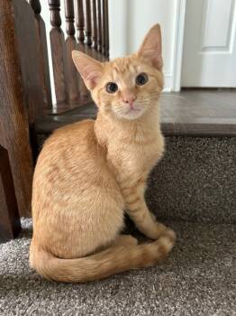 Rescue Domestic Short Hair Cats for Adoption - Nuggie | PetCurious