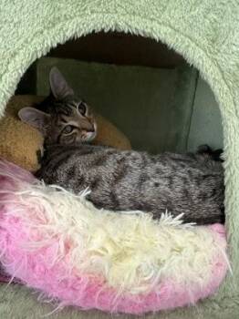 Tac -  Domestic Short Hair Cat for Adoption in Atlanta, Georgia - Tac | PetCurious