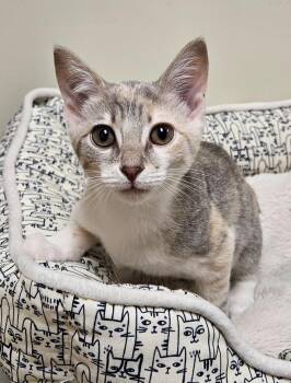 Ashley -  Domestic Short Hair Cat for Adoption in Fremont, Ohio - Ashley | PetCurious