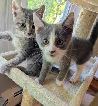Colvin -  Domestic Short Hair Cat for Adoption in Trenton, New Jersey - Colvin | PetCurious