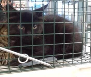 Domestic Short Hair Cats Available for Adoption in Oklahoma City, Oklahoma - A474837 | PetCurious
