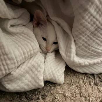 Barry -  Domestic Short Hair Cat for Adoption in West Olive, Michigan - Barry | PetCurious