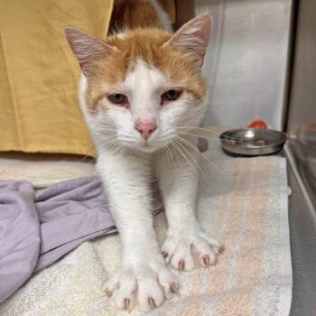Cheetah -  Domestic Short Hair Cat for Adoption in Hailey, Idaho - Cheetah | PetCurious
