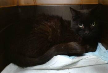 A477967 -  Domestic Short Hair Cat for Adoption in Oklahoma City, Oklahoma - A477967 | PetCurious