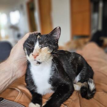 Domestic Short Hair Cats Available for Adoption in Houston, Texas - Lala | PetCurious