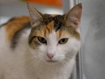 Domestic Short Hair Cats Available for Adoption - Tuna | PetCurious