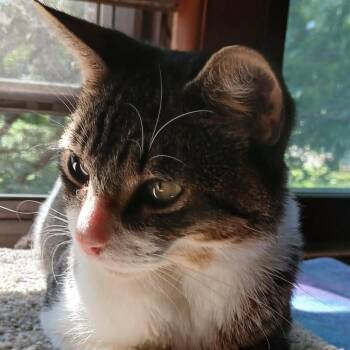 Warren -  Domestic Short Hair Cat for Adoption in Chicago, Illinois - Warren | PetCurious