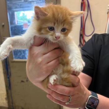 Beaker -  Domestic Long Hair Cat for Adoption in Birmingham, Alabama - Beaker | PetCurious